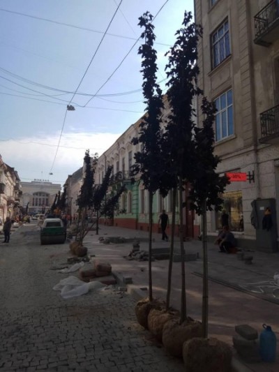 На вулиці Чорновола у Тернополі висаджують червонолисті клени