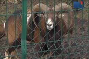Як переживають зиму тварини у тернопільському парку (відео)