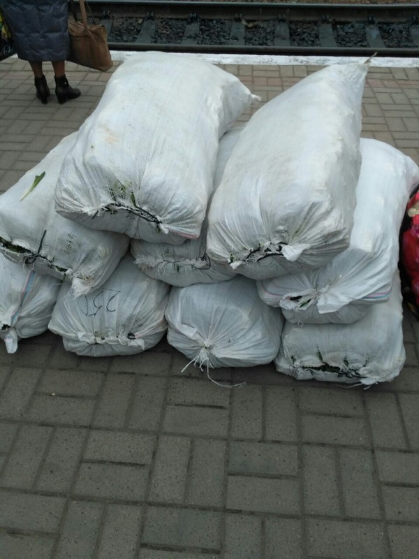 З Тернополя намагались вивезти величезну партію рідкісної рослини, порушники заплатять понад 3 мільйона
