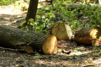 На Тернопільщині поліцейські припинили незаконну порубку дерев