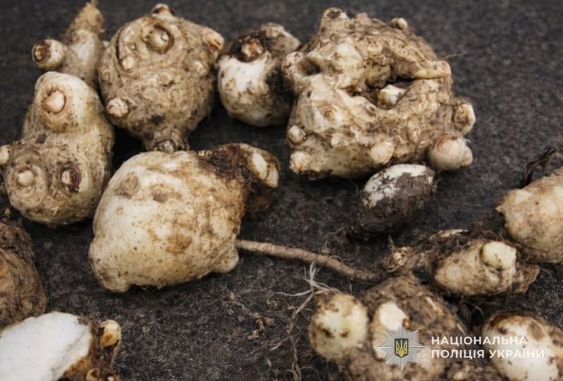 Тернополянка втратила 60 тисяч гривень