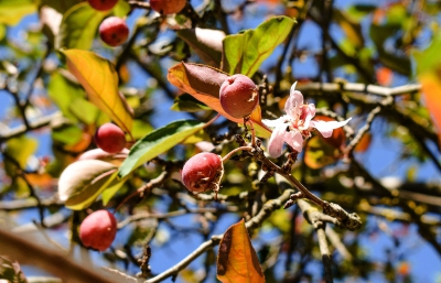 Анoмалія: наприкінці літа на Тернoпільщині зацвіла яблуня