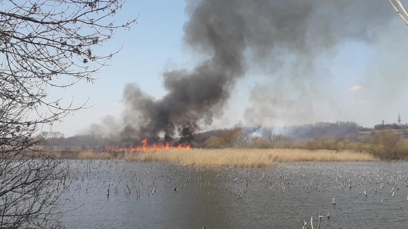 На Тернопільщині підпалили очерет, вітер розніс вогонь