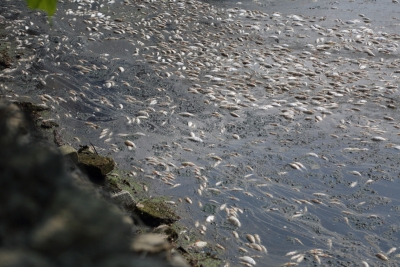 На поверхні Тернопільського ставу – кількадесят мертвих рибин (фото, відео)