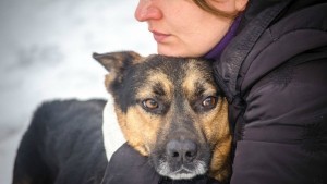 Епідемії немає: у Держпродспоживслужбі спростували інформацію щодо епідемії чумки у Тернополі