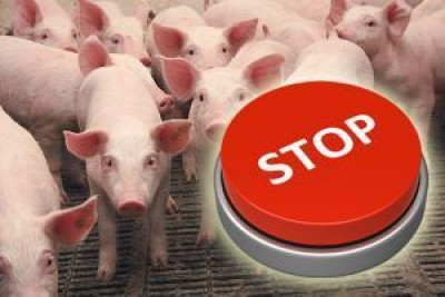 Яка ситуація щодо африканської чуми свиней на Тернопільщині?