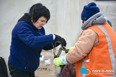 Чортківщина передала 100 саджанців троянд для Снігурівки, що на Миколаївщині