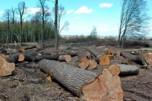 Мільйонні збитки: на Тернопільщині виявили незаконну вирубку лісу