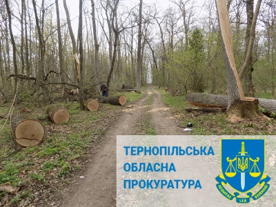 На Тернопільщині працівники лісогосподарського підприємства незаконно зрубали дерев на понад 160 000 грн
