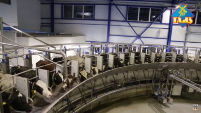 На фермі Петра Гадза у Пиляві впроваджують світові тенденції молочного тваринництва (відео)