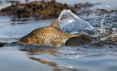 «Сітки замість вудок»: чергові випадки браконьєрства на водоймах Тернопільщини