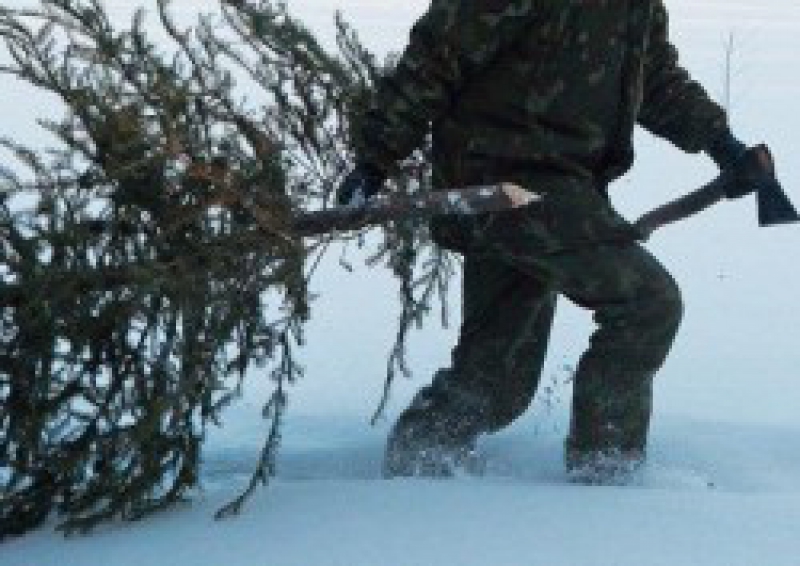 За незаконне вирубування ялинок на Тернопільщині можна заплатити чималі гроші