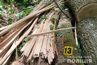 Встигли зрізати 9 дубів: поліцейські припинили незаконну порубку дерев на Тернопільщині