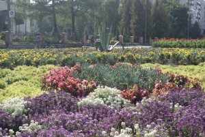 У Тернополі 3 мільйони 200 тисяч гривень пішло…на квіти