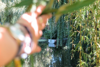 Зелені шатра дерев у тернопільських парках нахилили густі крони до води, вишукуючи золото-сивину у волоссі (фото)