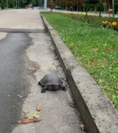 У тернопільському парку розгулювала черепаха (відео)