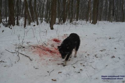 У лісопосадці поблизу Тернополя знайшли обезголовлене тіло