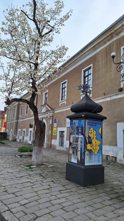 У місті на Тернопільщині вже розквітли магнолії (фотофакт)