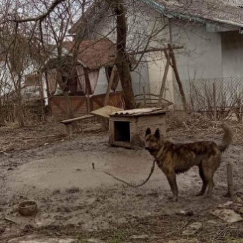 На Тернопільщині просять врятувати пса, який живе у багнюці та фекаліях