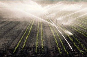 Аграрії Тернопільщини боряться із посухами (відео)