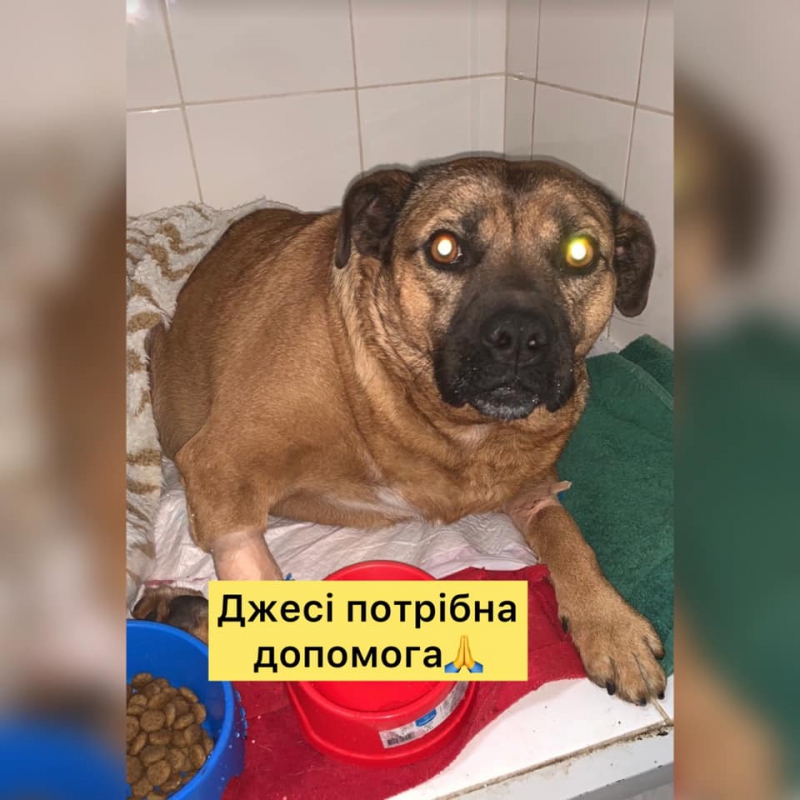 Тернополян просять допомогти символові міста