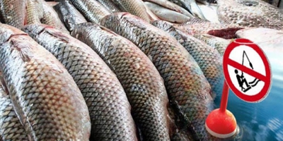 З понеділка на Тернопільщині починає діяти заборона на вилов риби у зимувальних ямах