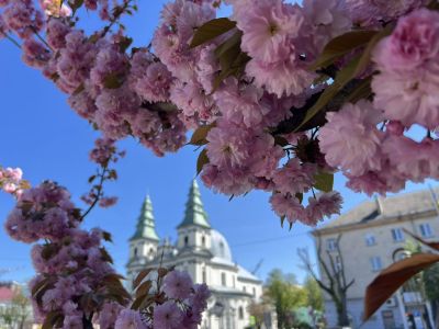 Тернопіль: цвітіння сакур – у розпалі (фотофакт)  