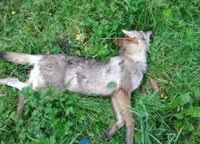 На Тернопільщині серед вовків, які нападають на селян, є хворі на сказ