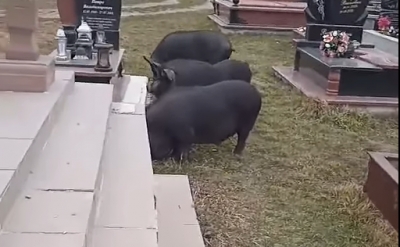 У Борщеві на кладовищі бігали свині (відео)