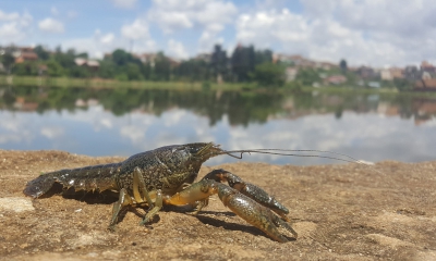 До кінця вересня жителям Тернопільщини заборонено ловити раків