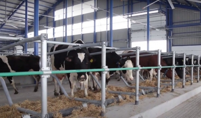 Контроль мікроклімату та 640 стійломісць: у «Бучачагрохлібпромі» відкрили ще один сучасний корівник (відео)