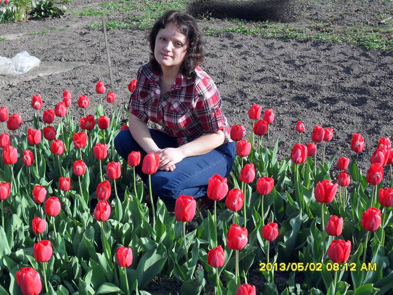 На городі у жительки Тернопільщини розквітло тюльпанове поле (фото)