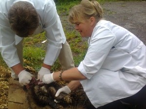 Хворі на сказ борсуки покусали корів на Тернопільщині