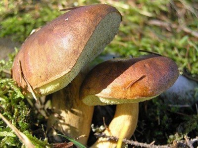 Йдете по гриби в ліси Тернопільщини, не прихопіть під час збору до кошиків «отруту»