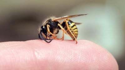 Тернопільським батькам: якщо дитину вкусила комаха, це може призвести й до непередбачуваних наслідків