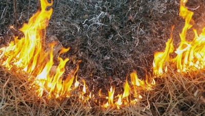 На Тернопільщині випалювання сухої трави ледь не спричинило пожежу 10 га кукурудзи