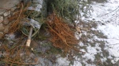 Тернополян просять залишати використані новорічні ялинки біля сміттєвих контейнерів