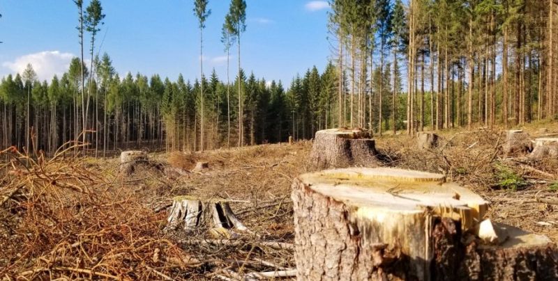 Незаконна рубка лісу: як діяти та куди звертатися