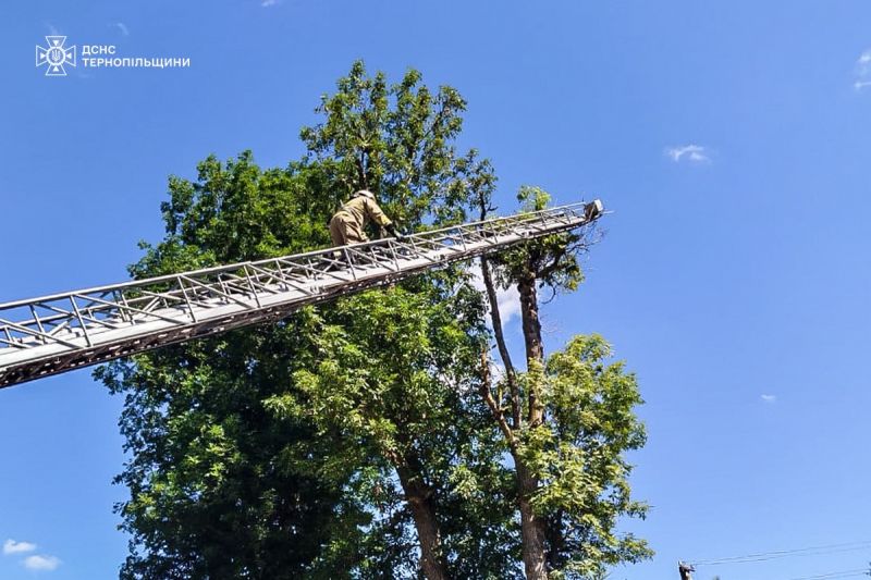 На Тернопільщині рятувальники звільнили лелеку, який заплутався в мотузці