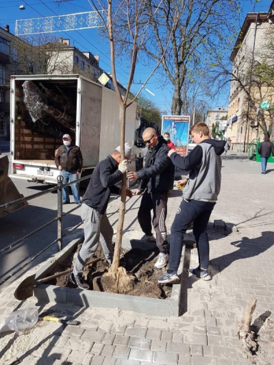 У центрі Тернополя висадили катальпи