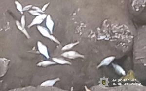 За фактом загибелі риби на Тернопільщині розпочали кримінальне провадження