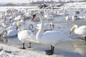 Дикі лебеді, які зимують на Тернопільщині, хворі пташиним грипом