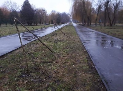 У Тернополі вандали знищили 10 дерев на найдовшій катальповій алеї в Україні