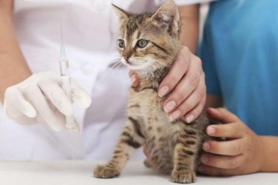 У Тернополі безкоштовно вакцинуватимуть тварин від сказу
