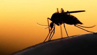 Ризики повернення малярії: на Тернопільщині зареєстрували ще один випадок небезпечної недуги