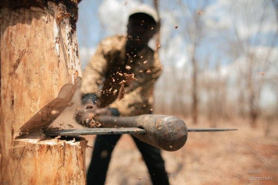 На Гусятинщині масово вирубали дерева, заподіявши майже 300 тисяч шкоди