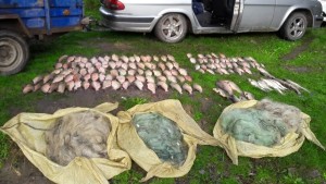 На Тернопільщині у браконьєрів вилучили майже 80 кілограмів риби