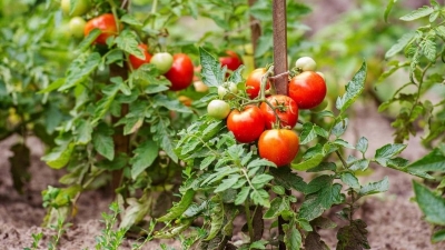 У господарстві «ГАДЗ» відтепер вирощуватимуть помідори