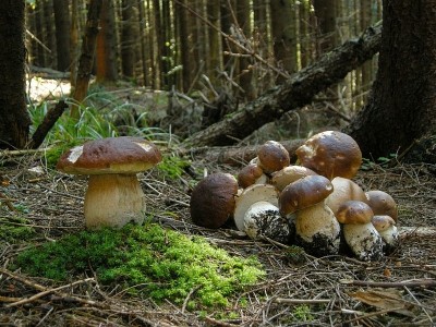 На Тернопільщині місцеві мешканці під час збирання грибів натрапили на небезпечну знахідку