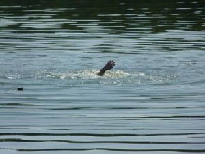 На Кременеччині вода забрала життя 39-річного чоловіка